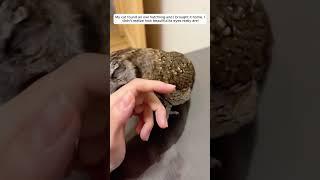 Cute baby owl #animalshorts #animalrescue #shortvideo