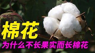 棉花居然不是花? 也不长果实那棉花有什么作用!海岛棉为什么更好?