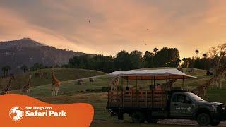 Find Yourself Eye-to-Eye with Incredible Wildlife at the San Diego Zoo Safari Park