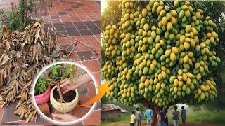 Unique​ Technique Grafting Mango Tree Using Tires Growing Faster