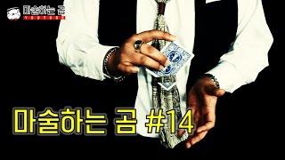 [제주도 마술하는곰] 찢어진 카드 조각이 공중부양을?! 공중부양 카드 재생 마술!