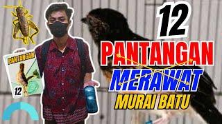 12 Precautions that must be avoided when caring for Murai Batu. If not, it can be fatal