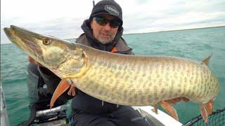 FAT FALL Musky In CLEAR Water!!!