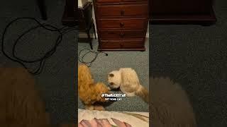 Little Dog Only Had One Karate Trick Up His Sleeve! - RxCKSTxR Comedy Voiceover