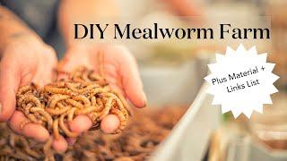 DIY Mealworm Farm