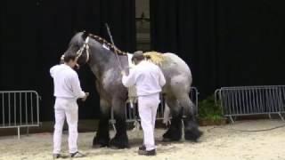 Belgian Draft Horses: Belgian championship for stallions 2017