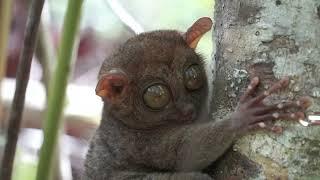 Tarsier in Philippines | No Copyright | 101 tags