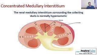 Back to Basics: Renal Physiology: Osmolality, Urine concentration & dilution (Arabic version)