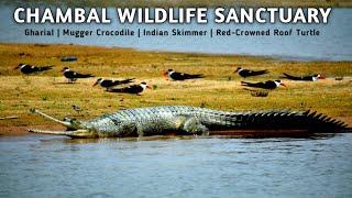 National Chambal Sanctuary | National Chambal Gharial Wildlife Sanctuary | Chambal River Safari