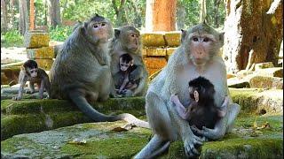 Learn more about the monkeys Part 1 - Pregnancy - Nursing - Sexual Maturity