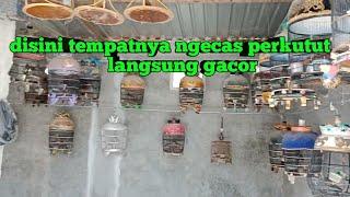 Tempat Praktek Ngecas Perkutut Lokal Langsung Gacor Mental Jadi Kuat