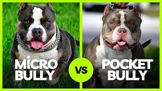 Micro Bully vs Pocket Bully: What’s The Difference