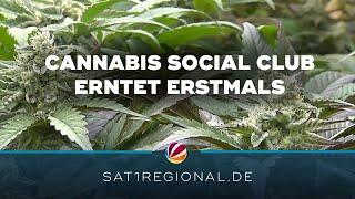 Erste Ernte im Cannabis Social Club Ganderkesee