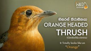 Orange Headed Thrush | හිසරන් තිරාසිකයා | Wildlife Documentary Video