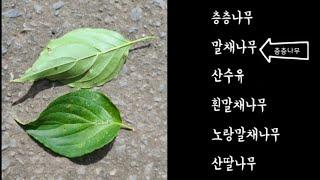 비교설명 수목감별 6종(층층나무과) 층층나무.말채나무.산수유.산딸나무