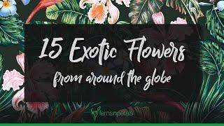 Exotic Flowers | Ferns N Petals