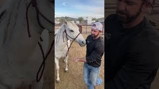 Dr. Mike Adney | Sport Horse Chiropractic: Horse with tight shoulder!