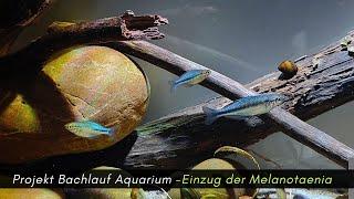 Projekt Bachlauf Aquarium  -Einzug der Melanotaenia lacustris #aquaristik