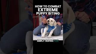 How To Combat Extreme Puppy Biting