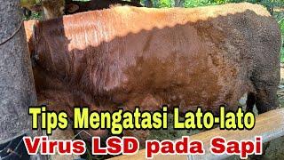 Tips Mengatasi Lato-lato / Lumpy Skin Disease (LSD) part.1