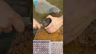 HOW DO CLAMS GET PEARLS? #shorts #benrickremedies #pearls