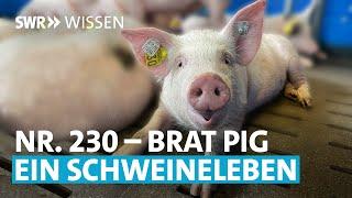 Wie viel Tierwohl kommt wirklich beim Ferkel an? | SWR Wissen