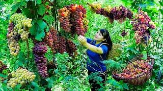 How to Harvest Grape, goes To Market Sell - Harvesting and Cooking |Tieu Vy Daily Life