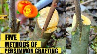 How to graft persimmon tree | Persimmon Grafting
