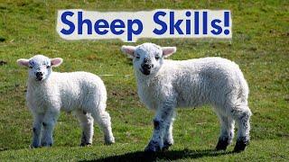 Top 5 Must-Have Skills for Raising Sheep