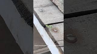 Green grasshopper found over moringa plant ️️