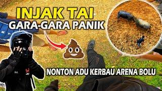 Injak Tai Gara-gara Panik Dikejar Kerbau, Adu Kerbau Arena Bolu