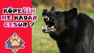 KÖPEĞİN SANDIĞIN KADAR CESUR MU? KÖPEKTE CESARET - KORUMA KÖPEĞİ