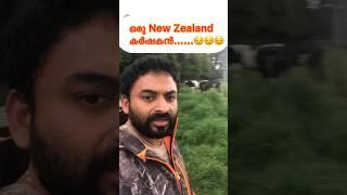 New Zealand Mallu….