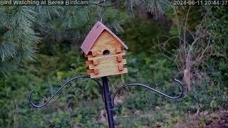 Berea Bird Cam