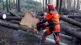 SUPER FELLING!!! Husqvarna 572 XP Chain saw