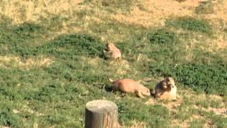 Fattest Prairie Dog EVER (Super Morbidly Obese)