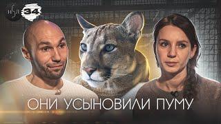 Они усыновили пуму / They adopted a puma ENG SUB