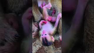 Mom hangs new hybrid baby monkey & drops down to hit head to cement sadly#babymonkey #monkey