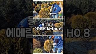  둥근측백/에메랄드부쉬 H0.8 조경수 추천! 힐링 공간!  #garden