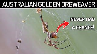 Golden Orb Weaver Feeding on a Beetle