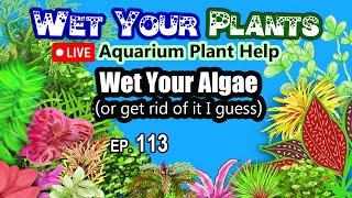 How do you fight algae? ...or grow it, or prevent it, or knit a gross sweater (WYP 113)