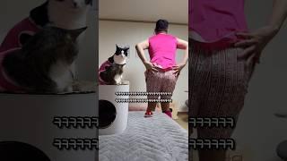 나레이터가 된 고양이