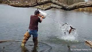 Trout Stocking Lake Caroline 2025