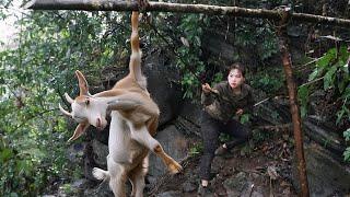 how to trap wild goats with vines, build new shelters with bamboo, cook, wild survival alone