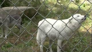 New York Wolf Sanctuary and Conservation Center