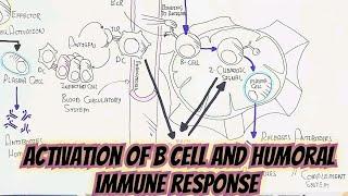 Activation Of B Cell And Humoral Immune Response @umerfarooqbiology7083