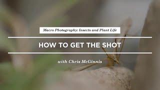 How to Shoot Macro Photography of Insects with ChrisMcGinnis | CreativeLive