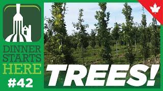 Tree Farming in the GTA - Farm 42 - Dinner Starts Here