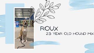 Lehigh Valley Dog Trainers ||| 2.5 Year Old Hound Mix, Roux