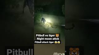 leopard vs pitbull fight #viral #shorts #short #new leopard vs pitbull fight  kti jhar